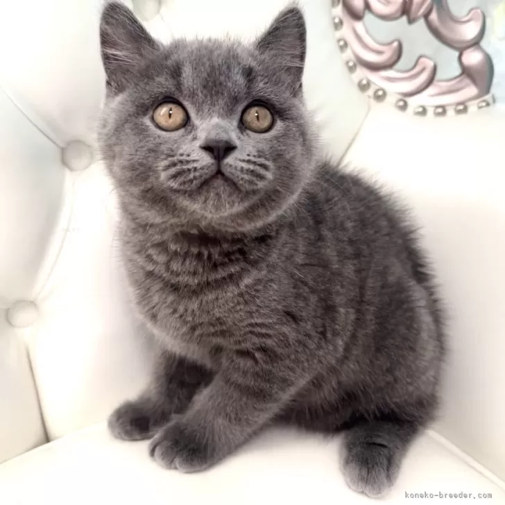 ID：2412-01319の子猫