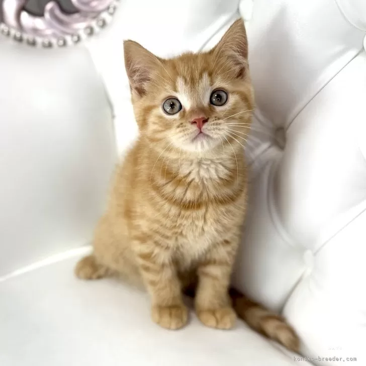 ID：2505-01632の子猫
