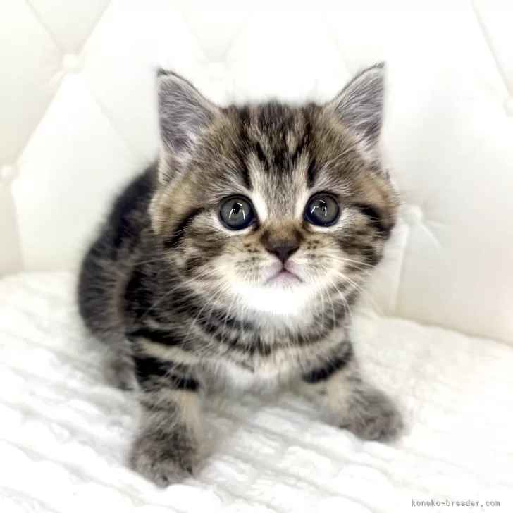 スコティッシュフォールド(立ち耳)【鹿児島県・女の子・2026年1月23日・ブラウンタビー】の写真1