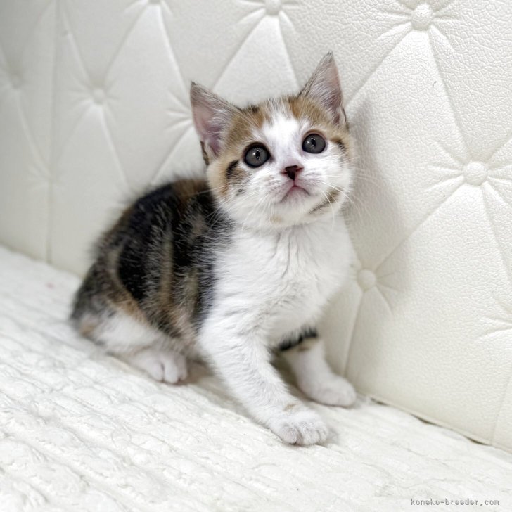 ブリーダー画像