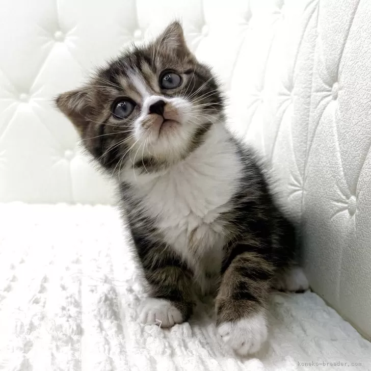 スコティッシュフォールド(折れ耳)【鹿児島県・男の子・2025年10月17日・ブラウンタビー&amp;ホワイト】の写真1