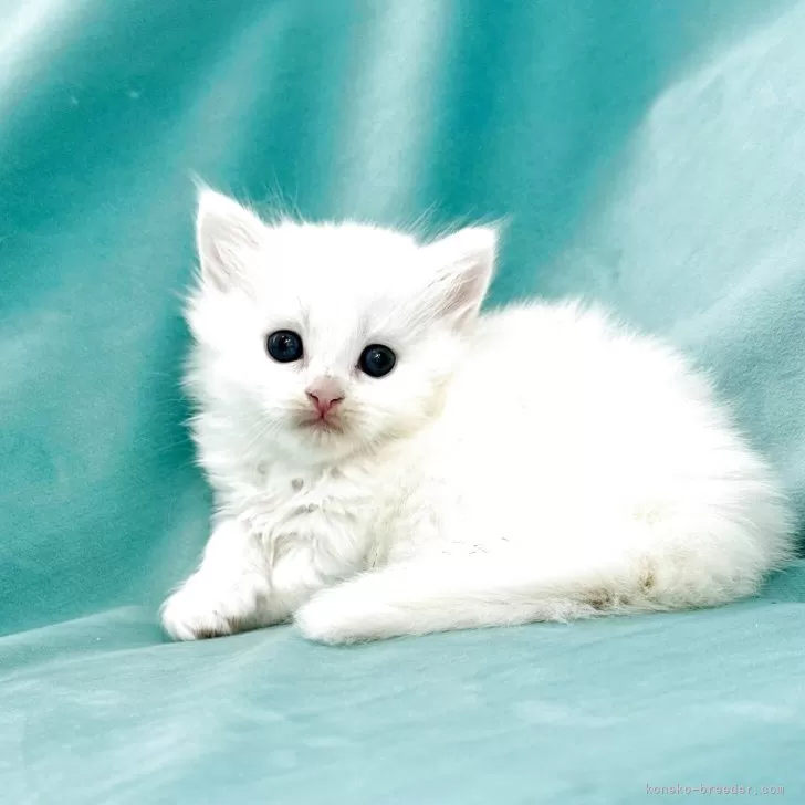 ID:2505-00517の子猫