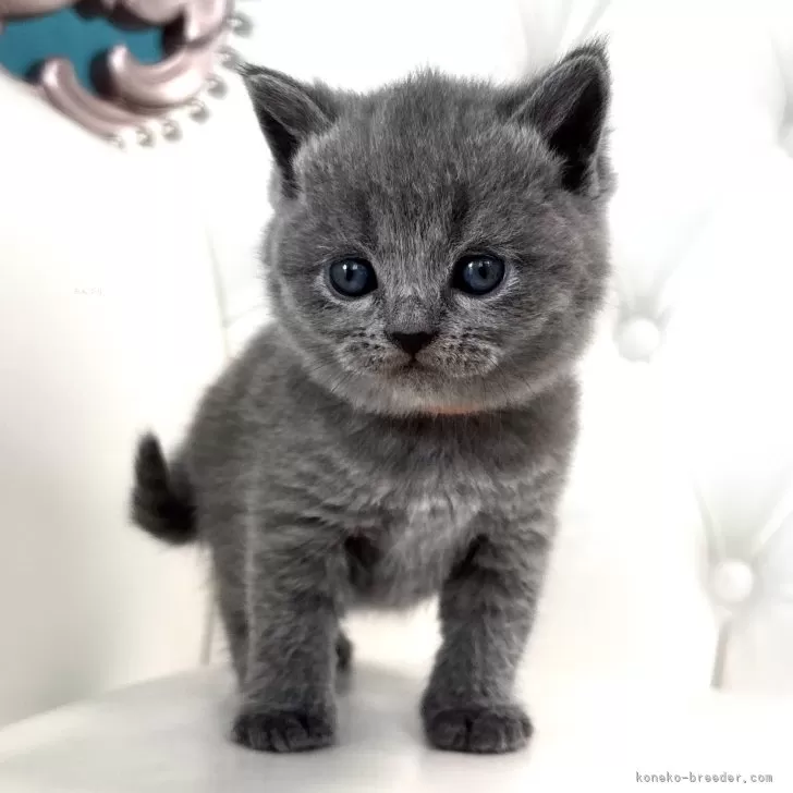 マイコサン 様のお迎えした子猫