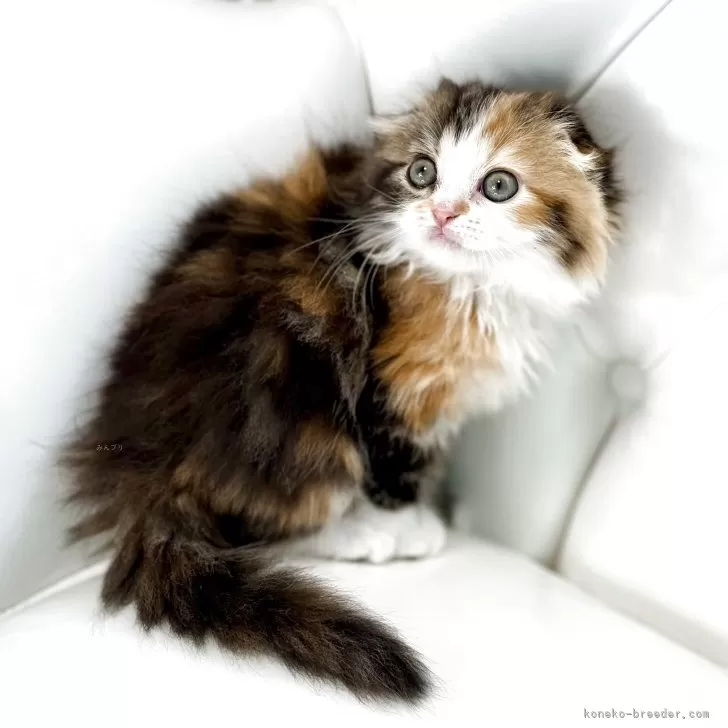 ID：2504-03245の子猫