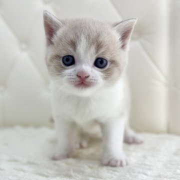 スコティッシュフォールド(立ち耳)【鹿児島県・男の子・2026年3月12日・クリームタビー&ホワイト（ショートヘア）】の写真「お人形みたい✨️淡いクリーム色が魅力的♡」