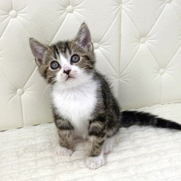 スコティッシュフォールド(立ち耳)【鹿児島県・男の子・2025年10月17日・ブラウンタビー&ホワイト（ショート）】の写真「整ったお顔のハンサムボーイです❣️」