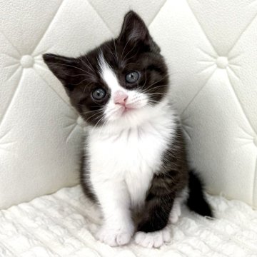 スコティッシュフォールド(立ち耳)【鹿児島県・男の子・2025年11月7日・ブラックアンドホワイト（短毛）】の写真「とっても綺麗なハチワレ君♡お顔も仕草も💯です」