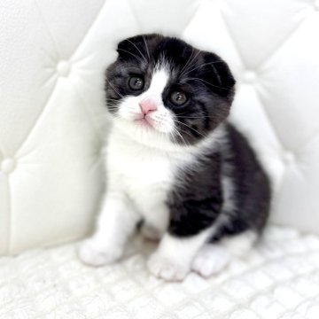 スコティッシュフォールド(折れ耳)【鹿児島県・男の子・2025年11月13日・ブラックアンドホワイト（短毛）】の写真「黒と白の模様がとっても綺麗です✨🫶」