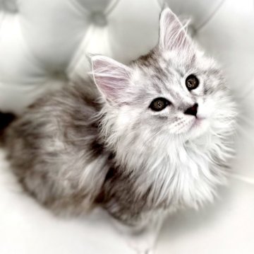 メインクーン【鹿児島県・男の子・2025年1月1日・シルバータビーアンドホワイト（ロング）】の写真「美形兄弟⭐︎とても綺麗なお顔をしています🐾」