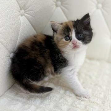 スコティッシュフォールド(立ち耳)【鹿児島県・女の子・2025年11月13日・ブラウントービーアンドホワイト（短毛）】の写真「コロコロと抱き心地💯満点の癒し系女子♡」