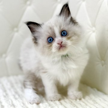 ラグドール【鹿児島県・男の子・2025年9月16日・シールポイントバイカラー（ロング）】の写真「🟢動きが早くまるでおもちゃみたいな可愛さです♡」