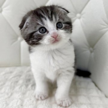 スコティッシュフォールド(折れ耳)【鹿児島県・男の子・2025年12月7日・シルバータビーアンドホワイト（短毛）】の写真「🧸ぬいぐるみ感たっぷり男子♬」