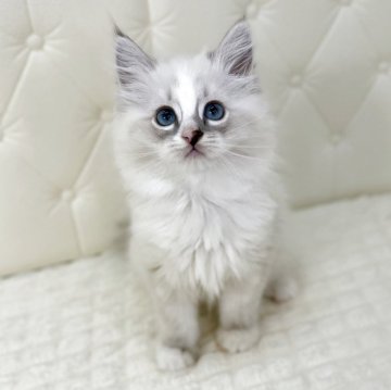 サイベリアン【鹿児島県・男の子・2025年10月10日・ブルーリンクスポイント(ネヴァマスカレード)（ロング）】の写真「ブルーアイ🩵がとても綺麗なネヴァの男の子ですレア」