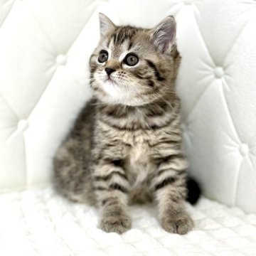 スコティッシュフォールド(立ち耳)【鹿児島県・女の子・2025年9月18日・ブラウンタビー（短毛）】の写真「むちむち子ちゃん抱き心地💯満点です♡ぜひ♫」