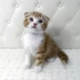 スコティッシュフォールド(折れ耳)