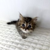マンチカン(短足)