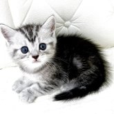 ミヌエット(長足)