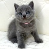 ブリティッシュショートヘア