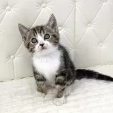 スコティッシュフォールド(立ち耳)【鹿児島県・男の子・2025年10月17日・ブラウンタビー&ホワイト】の写真1