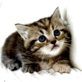 ミヌエット(短足)