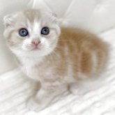 スコティッシュフォールド(折れ耳)