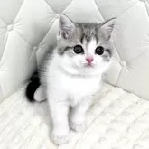 スコティッシュフォールド(立ち耳)