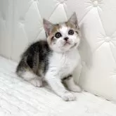 スコティッシュフォールド(立ち耳)【鹿児島県・女の子・2025年10月17日・ブラウントービー&ホワイト】の写真1