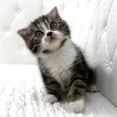 スコティッシュフォールド(折れ耳)