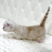 ミヌエット(短足)【鹿児島県・男の子・2025年8月13日・レッドチンチラシルバー】の写真2