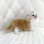 スコティッシュフォールド(折れ耳)【鹿児島県・女の子・2025年8月24日・レッドタビーアンドホワイト】の写真2