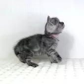 ミヌエット(長足)【鹿児島県・男の子・2025年6月25日・シェーテッドシルバー】の写真2