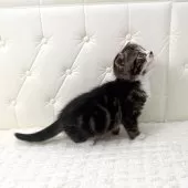 スコティッシュフォールド(折れ耳)【鹿児島県・男の子・2025年10月17日・ブラウンタビー&ホワイト】の写真2