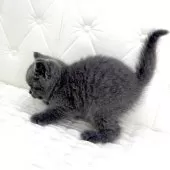 ブリティッシュショートヘア【鹿児島県・女の子・2025年8月4日・ブルータビー】の写真3