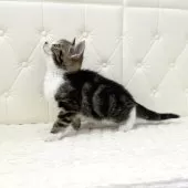 スコティッシュフォールド(立ち耳)【鹿児島県・男の子・2025年10月17日・ブラウンタビー&ホワイト】の写真3