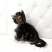 スコティッシュフォールド(折れ耳)【鹿児島県・男の子・2025年10月17日・ブラウンタビー&ホワイト】の写真3