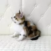 スコティッシュフォールド(立ち耳)【鹿児島県・女の子・2025年10月17日・ブラウントービー&ホワイト】の写真3