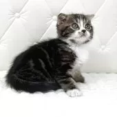 スコティッシュフォールド(折れ耳)【鹿児島県・男の子・2025年10月17日・ブラウンタビー&ホワイト】の写真4