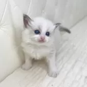 ラグドール【鹿児島県・女の子・2025年9月16日・ブルーポイントバイカラー】の写真4