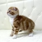 スコティッシュフォールド(折れ耳)【鹿児島県・男の子・2025年10月17日・レッドタビー&ホワイト】の写真3