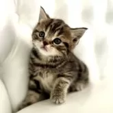 スコティッシュフォールド(立ち耳)【鹿児島県・男の子・2024年11月26日・ブラウンタビー】の写真4