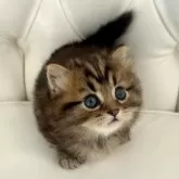 マンチカン(短足)【鹿児島県・男の子・2024年12月22日・ブラウンタビー】の写真4