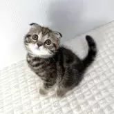 スコティッシュフォールド(折れ耳)【鹿児島県・女の子・2025年5月26日・ブラウンタビー】の写真4