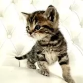 スコティッシュフォールド(立ち耳)【鹿児島県・男の子・2024年11月26日・ブラウンタビー】の写真5