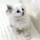 サイベリアン【鹿児島県・男の子・2025年10月10日・ブルーリンクスポイント(ネヴァマスカレード)】の写真5