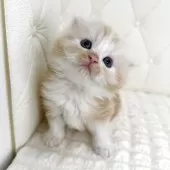 スコティッシュフォールド(折れ耳)【鹿児島県・女の子・2025年8月24日・レッドタビーアンドホワイト】の写真3