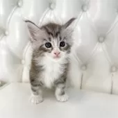 メインクーン【鹿児島県・男の子・2025年6月6日・シルバータビーアンドホワイト】の写真5