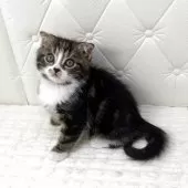 スコティッシュフォールド(折れ耳)【鹿児島県・男の子・2025年10月17日・ブラウンタビー&ホワイト】の写真6