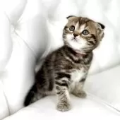 スコティッシュフォールド(折れ耳)【鹿児島県・女の子・2025年5月26日・ブラウンタビー】の写真6