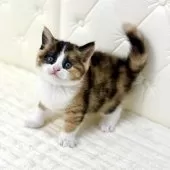 スコティッシュフォールド(立ち耳)【鹿児島県・女の子・2025年11月7日・ブラウントーティアンドホワイト】の写真6