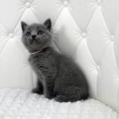 ブリティッシュショートヘア【鹿児島県・女の子・2025年8月4日・ブルータビー】の写真6